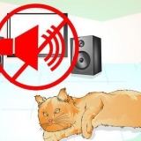 Confortare un gatto morente
