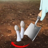 Uccidi un fungo puzzolente