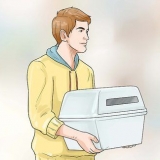 Addestramento domestico di un bassotto