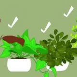 Realizzare un terrario