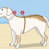 Lavorare a maglia un maglione per un cane