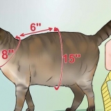 Realizzare un'imbracatura per il tuo gatto paffuto