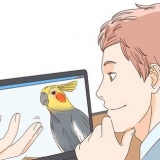Comprare un cockatiel