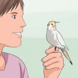 Addestrare un cockatiel a parlare