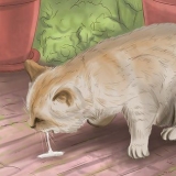 Trattare un gatto avvelenato