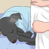 Trattare un cane freddo