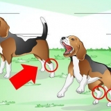 Come trattare una caviglia slogata in un cane