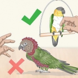 Accarezzare un uccellino