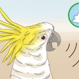 Lascia che un uccello in casa stia zitto