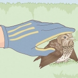 Aiutare un uccello con un'ala rotta