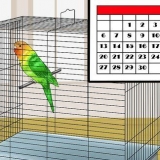 Addomestica un uccello