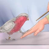 Addestra un uccello a calpestare il tuo dito