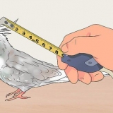 Costruire una voliera