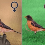Distinguere una femmina di pettirosso da un maschio