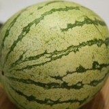 Selezione di un cocomero