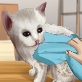 Lava un gattino orfano