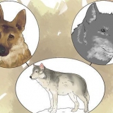 Tenere un lupo come animale domestico