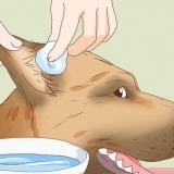 Come prendersi cura di una ferita all'orecchio di un cane