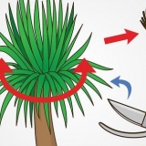 Potare una yucca