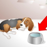 Aiutare un cane malato a bere