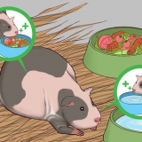 Aiutare una cavia incinta
