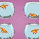 Come trattare un'infezione della vescica natatoria in un pesce rosso