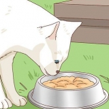 Adotta un gatto randagio