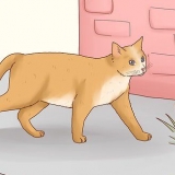 Addomestica un gatto randagio