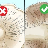 Identificazione dei funghi commestibili
