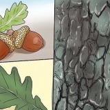 Identifica la foglia di quercia