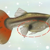 Scopri se la tua guppy è incinta