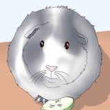 Assicurati che la tua cavia sia felice