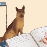 Assicurati che il tuo cane aumenti di peso in modo sano