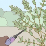 Conservazione dell'eucalipto
