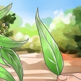 Preparare l'olio di eucalipto