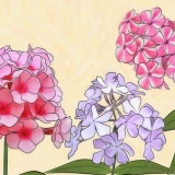Flox in crescita