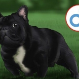 Allevamento di bulldog francesi