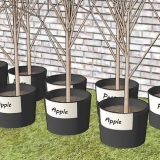 Piantare alberi da frutto
