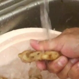 Spremere il succo di zenzero