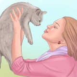 Mostrare affetto a un gatto