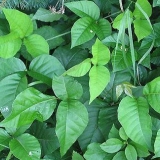 Identificazione dell'edera velenosa