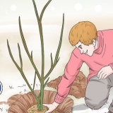 Potatura di alberi di melograno