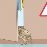 Riconosci che un gatto sta per partorire