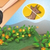 Tieni i cervi fuori dal tuo giardino
