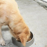 Controllare il comportamento del tuo cane diventando un capobranco