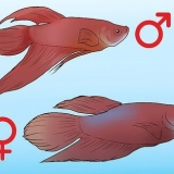 Determinazione del sesso di un pesce betta
