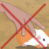 Determinazione del sesso di una cavia