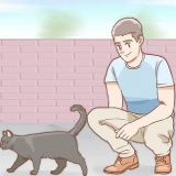 Determinare il sesso di un gatto