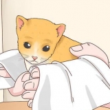 Determinazione del sesso di un gattino