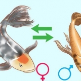 Determinazione del sesso di un pesce